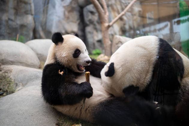 Hong Kong Panda Twins Mark 2nd Birthday Giant Panda De De playing with Ying Ying at Hong Kong Ocean Park on August 14, 2026 in Hong Kong. The Hong Kong Panda twins today celebrated their 2nd birthday. (Photo by Vernon Yuen Nexpher Images) HONG KONG