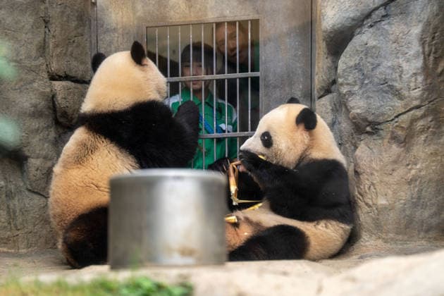 Hong Kong Panda Twins Mark 2nd Birthday The Hong Kong born Panda Twins Jia Jia and De De at Hong Kong Ocean Park on August 14, 2026 in Hong Kong. The Hong Kong Panda twins today celebrated their 2nd birthday. (Photo by Vernon Yuen Nexpher Images) HONG KONG