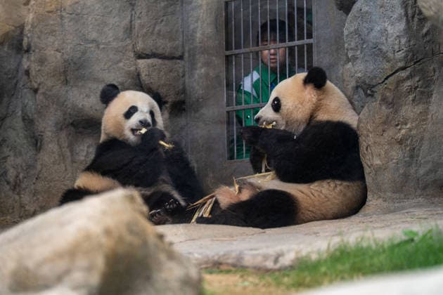 Hong Kong Panda Twins Mark 2nd Birthday The Hong Kong born Panda Twins Jia Jia and De De at Hong Kong Ocean Park on August 14, 2026 in Hong Kong. The Hong Kong Panda twins today celebrated their 2nd birthday. (Photo by Vernon Yuen Nexpher Images) HONG KONG