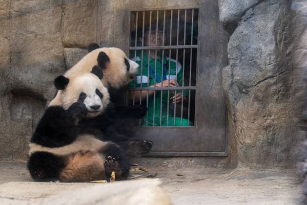 Hong Kong Panda Twins Mark 2nd Birthday The Hong Kong born Panda Twins Jia Jia and De De at Hong Kong Ocean Park on August 14, 2026 in Hong Kong. The Hong Kong Panda twins today celebrated their 2nd birthday. (Photo by Vernon Yuen Nexpher Images) HONG KONG