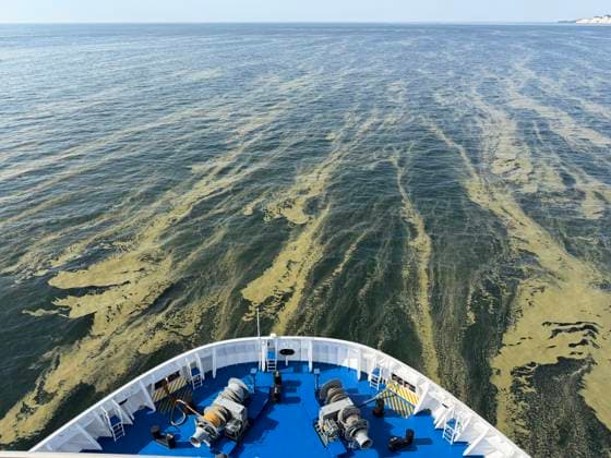 Blue-green algae in the Baltic Sea, Rostock, August 15, 2026 Blue-green algae in the Baltic Sea off Rostock View from a ferry Rostock, Baltic Sea, Mecklenburg-Western Pomerania, Germany