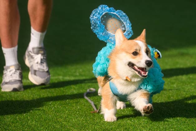 Corgi Race in Vilnius VILNIUS, LITHUANIA - AUGUST 15: Corgis and their owners gather at Vingis Park in Vilnius, Lithuania, on August 15, 2026, during the fifth annual Corgi Race Vilnius. Around 130 corgis from eight countries across Europe and the United States took part in the fifth annual Corgi Race Vilnius on Saturday, drawing thousands of spectators to Vingis Park as the Lithuanian capital again billed itself the European Corgi Capital . The event, which began during the pandemic as a friendly bet between two owners, now features sprint heats, a costume parade, a loudest-bark contest and new agility and run-return races. U.S. owners took first and second place in the main race, highlighting the growing international appeal of the fes Copyright: x2026xAnadoluxYauhenxYerchakx