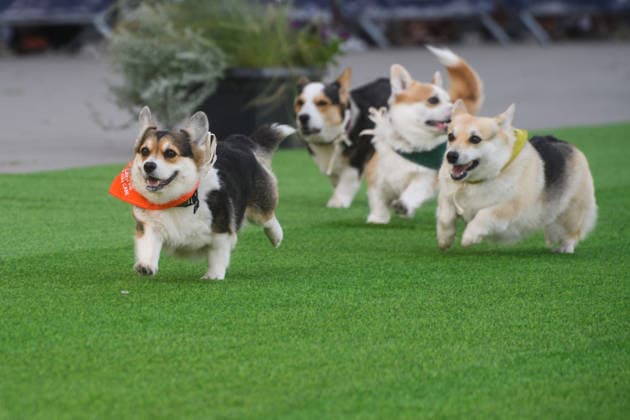 Corgi Race in Vilnius VILNIUS, LITHUANIA - AUGUST 15: Corgis and their owners gather at Vingis Park in Vilnius, Lithuania, on August 15, 2026, during the fifth annual Corgi Race Vilnius. Around 130 corgis from eight countries across Europe and the United States took part in the fifth annual Corgi Race Vilnius on Saturday, drawing thousands of spectators to Vingis Park as the Lithuanian capital again billed itself the European Corgi Capital . The event, which began during the pandemic as a friendly bet between two owners, now features sprint heats, a costume parade, a loudest-bark contest and new agility and run-return races. U.S. owners took first and second place in the main race, highlighting the growing international appeal of the fes Copyright: x2026xAnadoluxYauhenxYerchakx