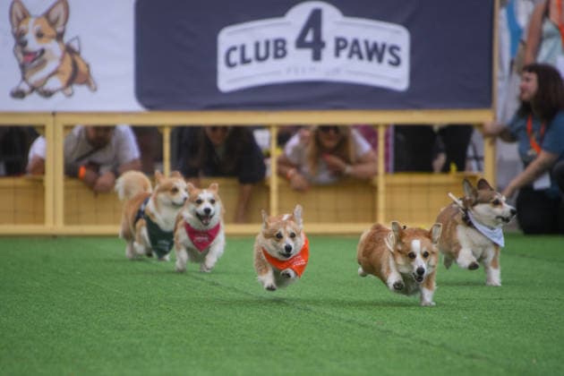 Corgi Race in Vilnius VILNIUS, LITHUANIA - AUGUST 15: Corgis and their owners gather at Vingis Park in Vilnius, Lithuania, on August 15, 2026, during the fifth annual Corgi Race Vilnius. Around 130 corgis from eight countries across Europe and the United States took part in the fifth annual Corgi Race Vilnius on Saturday, drawing thousands of spectators to Vingis Park as the Lithuanian capital again billed itself the European Corgi Capital . The event, which began during the pandemic as a friendly bet between two owners, now features sprint heats, a costume parade, a loudest-bark contest and new agility and run-return races. U.S. owners took first and second place in the main race, highlighting the growing international appeal of the fes Copyright: x2026xAnadoluxYauhenxYerchakx