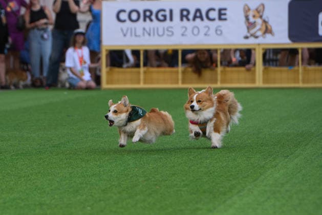 Corgi Race in Vilnius VILNIUS, LITHUANIA - AUGUST 15: Corgis and their owners gather at Vingis Park in Vilnius, Lithuania, on August 15, 2026, during the fifth annual Corgi Race Vilnius. Around 130 corgis from eight countries across Europe and the United States took part in the fifth annual Corgi Race Vilnius on Saturday, drawing thousands of spectators to Vingis Park as the Lithuanian capital again billed itself the European Corgi Capital . The event, which began during the pandemic as a friendly bet between two owners, now features sprint heats, a costume parade, a loudest-bark contest and new agility and run-return races. U.S. owners took first and second place in the main race, highlighting the growing international appeal of the fes Copyright: x2026xAnadoluxYauhenxYerchakx