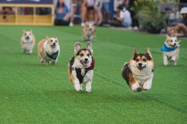 Corgi Race in Vilnius VILNIUS, LITHUANIA - AUGUST 15: Corgis and their owners gather at Vingis Park in Vilnius, Lithuania, on August 15, 2026, during the fifth annual Corgi Race Vilnius. Around 130 corgis from eight countries across Europe and the United States took part in the fifth annual Corgi Race Vilnius on Saturday, drawing thousands of spectators to Vingis Park as the Lithuanian capital again billed itself the European Corgi Capital . The event, which began during the pandemic as a friendly bet between two owners, now features sprint heats, a costume parade, a loudest-bark contest and new agility and run-return races. U.S. owners took first and second place in the main race, highlighting the growing international appeal of the fes Copyright: x2026xAnadoluxYauhenxYerchakx