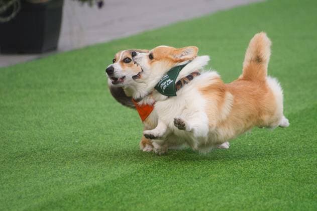 Corgi Race in Vilnius VILNIUS, LITHUANIA - AUGUST 15: Corgis and their owners gather at Vingis Park in Vilnius, Lithuania, on August 15, 2026, during the fifth annual Corgi Race Vilnius. Around 130 corgis from eight countries across Europe and the United States took part in the fifth annual Corgi Race Vilnius on Saturday, drawing thousands of spectators to Vingis Park as the Lithuanian capital again billed itself the European Corgi Capital . The event, which began during the pandemic as a friendly bet between two owners, now features sprint heats, a costume parade, a loudest-bark contest and new agility and run-return races. U.S. owners took first and second place in the main race, highlighting the growing international appeal of the fes Copyright: x2026xAnadoluxYauhenxYerchakx