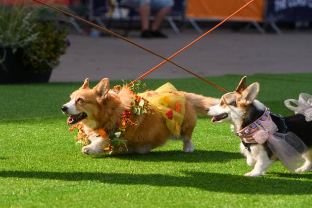 Corgi Race in Vilnius VILNIUS, LITHUANIA - AUGUST 15: Corgis and their owners gather at Vingis Park in Vilnius, Lithuania, on August 15, 2026, during the fifth annual Corgi Race Vilnius. Around 130 corgis from eight countries across Europe and the United States took part in the fifth annual Corgi Race Vilnius on Saturday, drawing thousands of spectators to Vingis Park as the Lithuanian capital again billed itself the European Corgi Capital . The event, which began during the pandemic as a friendly bet between two owners, now features sprint heats, a costume parade, a loudest-bark contest and new agility and run-return races. U.S. owners took first and second place in the main race, highlighting the growing international appeal of the fes Copyright: x2026xAnadoluxYauhenxYerchakx
