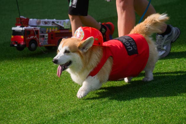 Corgi Race in Vilnius VILNIUS, LITHUANIA - AUGUST 15: Corgis and their owners gather at Vingis Park in Vilnius, Lithuania, on August 15, 2026, during the fifth annual Corgi Race Vilnius. Around 130 corgis from eight countries across Europe and the United States took part in the fifth annual Corgi Race Vilnius on Saturday, drawing thousands of spectators to Vingis Park as the Lithuanian capital again billed itself the European Corgi Capital . The event, which began during the pandemic as a friendly bet between two owners, now features sprint heats, a costume parade, a loudest-bark contest and new agility and run-return races. U.S. owners took first and second place in the main race, highlighting the growing international appeal of the fes Copyright: x2026xAnadoluxYauhenxYerchakx
