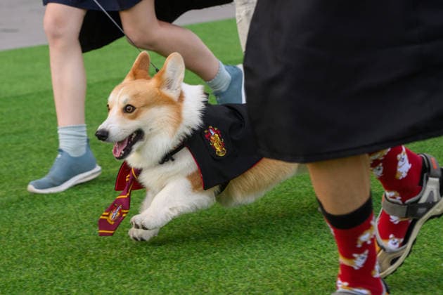Corgi Race in Vilnius VILNIUS, LITHUANIA - AUGUST 15: Corgis and their owners gather at Vingis Park in Vilnius, Lithuania, on August 15, 2026, during the fifth annual Corgi Race Vilnius. Around 130 corgis from eight countries across Europe and the United States took part in the fifth annual Corgi Race Vilnius on Saturday, drawing thousands of spectators to Vingis Park as the Lithuanian capital again billed itself the European Corgi Capital . The event, which began during the pandemic as a friendly bet between two owners, now features sprint heats, a costume parade, a loudest-bark contest and new agility and run-return races. U.S. owners took first and second place in the main race, highlighting the growing international appeal of the fes Copyright: x2026xAnadoluxYauhenxYerchakx