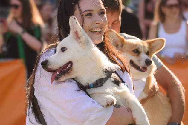 Corgi Race in Vilnius VILNIUS, LITHUANIA - AUGUST 15: Corgis and their owners gather at Vingis Park in Vilnius, Lithuania, on August 15, 2026, during the fifth annual Corgi Race Vilnius. Around 130 corgis from eight countries across Europe and the United States took part in the fifth annual Corgi Race Vilnius on Saturday, drawing thousands of spectators to Vingis Park as the Lithuanian capital again billed itself the European Corgi Capital . The event, which began during the pandemic as a friendly bet between two owners, now features sprint heats, a costume parade, a loudest-bark contest and new agility and run-return races. U.S. owners took first and second place in the main race, highlighting the growing international appeal of the fes Copyright: x2026xAnadoluxYauhenxYerchakx