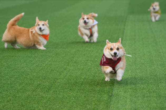 Corgi Race in Vilnius VILNIUS, LITHUANIA - AUGUST 15: Corgis and their owners gather at Vingis Park in Vilnius, Lithuania, on August 15, 2026, during the fifth annual Corgi Race Vilnius. Around 130 corgis from eight countries across Europe and the United States took part in the fifth annual Corgi Race Vilnius on Saturday, drawing thousands of spectators to Vingis Park as the Lithuanian capital again billed itself the European Corgi Capital . The event, which began during the pandemic as a friendly bet between two owners, now features sprint heats, a costume parade, a loudest-bark contest and new agility and run-return races. U.S. owners took first and second place in the main race, highlighting the growing international appeal of the fes Copyright: x2026xAnadoluxYauhenxYerchakx