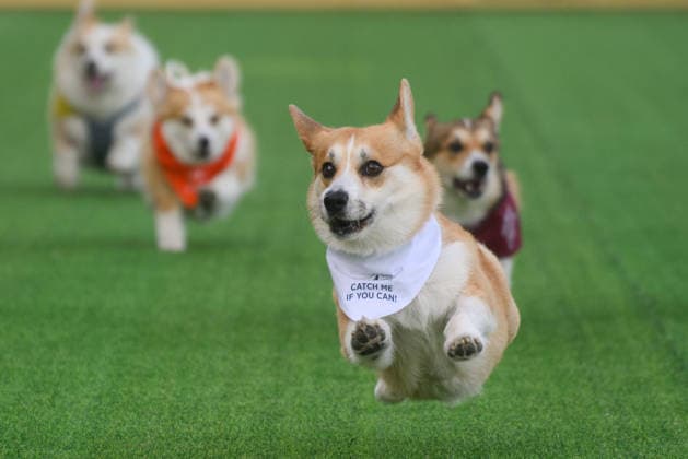 Corgi Race in Vilnius VILNIUS, LITHUANIA - AUGUST 15: Corgis and their owners gather at Vingis Park in Vilnius, Lithuania, on August 15, 2026, during the fifth annual Corgi Race Vilnius. Around 130 corgis from eight countries across Europe and the United States took part in the fifth annual Corgi Race Vilnius on Saturday, drawing thousands of spectators to Vingis Park as the Lithuanian capital again billed itself the European Corgi Capital . The event, which began during the pandemic as a friendly bet between two owners, now features sprint heats, a costume parade, a loudest-bark contest and new agility and run-return races. U.S. owners took first and second place in the main race, highlighting the growing international appeal of the fes Copyright: x2026xAnadoluxYauhenxYerchakx
