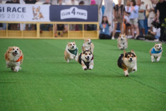 Corgi Race in Vilnius VILNIUS, LITHUANIA - AUGUST 15: Corgis and their owners gather at Vingis Park in Vilnius, Lithuania, on August 15, 2026, during the fifth annual Corgi Race Vilnius. Around 130 corgis from eight countries across Europe and the United States took part in the fifth annual Corgi Race Vilnius on Saturday, drawing thousands of spectators to Vingis Park as the Lithuanian capital again billed itself the European Corgi Capital . The event, which began during the pandemic as a friendly bet between two owners, now features sprint heats, a costume parade, a loudest-bark contest and new agility and run-return races. U.S. owners took first and second place in the main race, highlighting the growing international appeal of the fes Copyright: x2026xAnadoluxYauhenxYerchakx