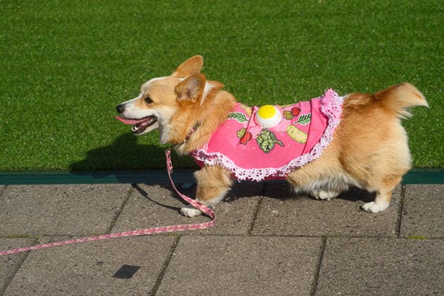 Corgi Race in Vilnius VILNIUS, LITHUANIA - AUGUST 15: Corgis and their owners gather at Vingis Park in Vilnius, Lithuania, on August 15, 2026, during the fifth annual Corgi Race Vilnius. Around 130 corgis from eight countries across Europe and the United States took part in the fifth annual Corgi Race Vilnius on Saturday, drawing thousands of spectators to Vingis Park as the Lithuanian capital again billed itself the European Corgi Capital . The event, which began during the pandemic as a friendly bet between two owners, now features sprint heats, a costume parade, a loudest-bark contest and new agility and run-return races. U.S. owners took first and second place in the main race, highlighting the growing international appeal of the fes Copyright: x2026xAnadoluxYauhenxYerchakx