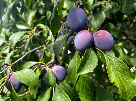 Pictured here are ripe plums, a plum on a plum tree, fruit, stone fruit