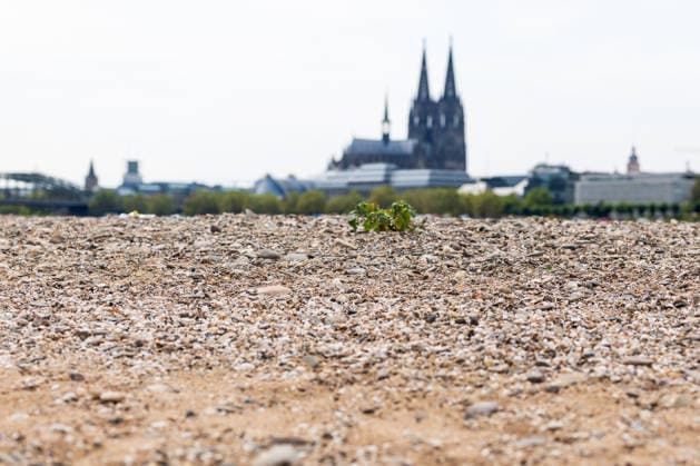 Record-Low Water Level on the Rhine: Exposed Riverbed on the Deutz Bank of the Rhine, August 16, 2026. View from the Deutz bank of the Rhine toward Cologne Cathedral, showing the riverbed exposed by the record-low water level. The water level at Colo Copyright: xMarcxJohnx