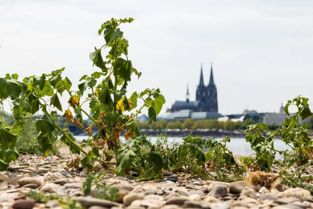 Record-Low Water Level on the Rhine: Exposed Riverbed on the Deutz Bank of the Rhine, August 16, 2026. View from the Deutz bank of the Rhine toward Cologne Cathedral, showing the riverbed exposed by the record-low water level. The water level at Colo Copyright: xMarcxJohnx