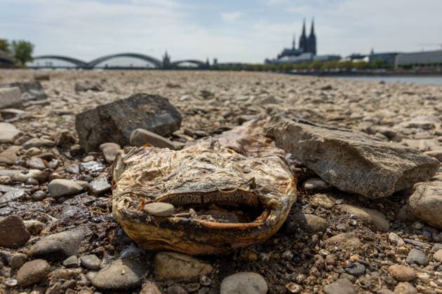 Record-Low Water Level on the Rhine: Exposed Riverbed on the Deutz Bank of the Rhine, August 16, 2026. View from the Deutz bank of the Rhine toward Cologne Cathedral, showing the r Copyright: xMarcxJohnx
