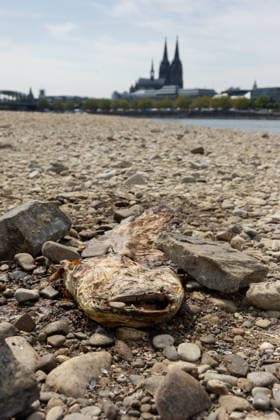 Record-Low Water Level on the Rhine: Exposed Riverbed on the Deutz Bank of the Rhine, August 16, 2026. View from the Deutz bank of the Rhine toward Cologne Cathedral, showing the r Copyright: xMarcxJohnx