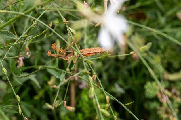 Praying Mantis Among Plants and Flowers, August 26, 2017, Limburg; stock photo, illustrative image, symbolic image, illustrative photo, Everyday scene: A European praying mantis (Mantis religiosa) sits among green plants and flowers. The brown-colored mantis is well camouflaged among t Copyright: x xW2Artx xThorstenxWagnerx