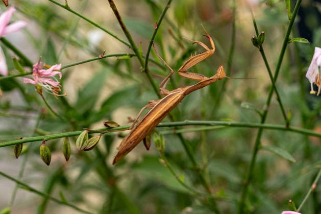 Praying Mantis Among Plants and Flowers, August 26, 2017, Limburg; stock photo, illustrative image, symbolic image, illustrative photo, Everyday scene: A European praying mantis (Mantis religiosa) sits among green plants and flowers. The brown-colored mantis is well camouflaged among t Copyright: x xW2Artx xThorstenxWagnerx