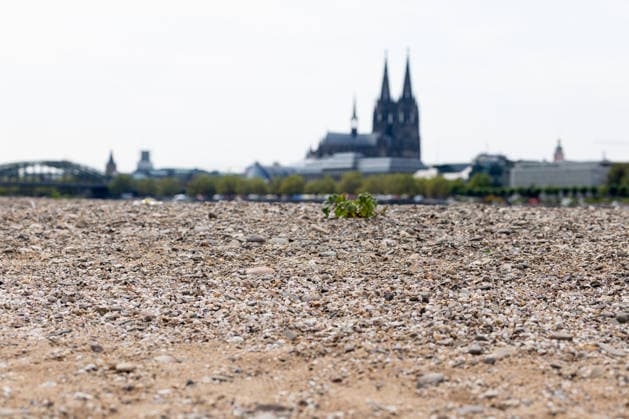 Record-Low Water Level on the Rhine: Exposed Riverbed on the Deutz Bank of the Rhine, August 16, 2026. View from the Deutz bank of the Rhine toward Cologne Cathedral, showing the riverbed exposed by the record-low water level. The water level at Cologne reached Copyright: xMarcxJohnx