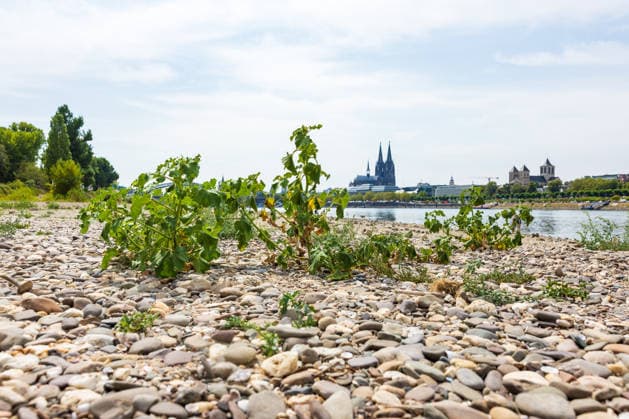 Record-Low Water Level on the Rhine: Exposed Riverbed on the Deutz Bank of the Rhine, August 16, 2026. View from the Deutz bank of the Rhine toward Cologne Cathedral, showing the riverbed exposed by the record-low water level. The water level at Cologne reached Copyright: xMarcxJohnx