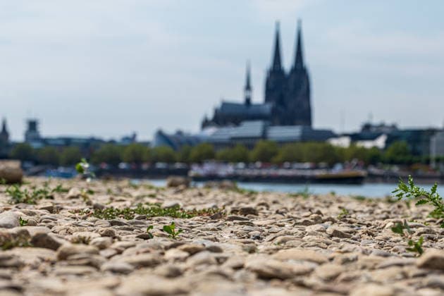 Record-Low Water Level on the Rhine: Exposed Riverbed on the Deutz Bank of the Rhine, August 16, 2026. View from the Deutz bank of the Rhine toward Cologne Cathedral, showing the riverbed exposed by the record-low water level. The water level at Cologne reached Copyright: xMarcxJohnx