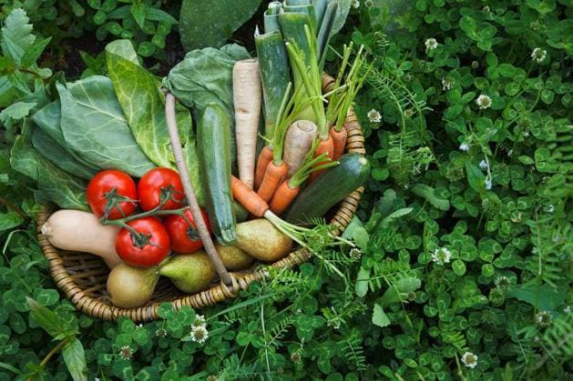 Closeup elevated view of fresh vegetables in basket surrounded by clover model released Symbolfoto Copyright: xmoodboardx Panthermedia75382984.jpg