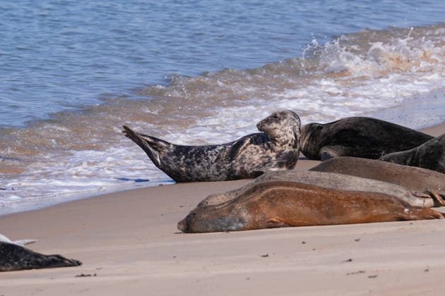 Seals, sea lions, gray seals, marine mammals, wildlife, animals on the beach, seals on the beach, sandy beach, North Sea, North Sea coast, Ostende, Oostende, Belgium, Belgian coast, symbolic image of coastal nature, marine nature, wildlife, nature, species conservation, animal welfare, resting place, beach, sea, tourism, beach vacation, coastal tourism, people and animals Copyright: xArnexAmbergx