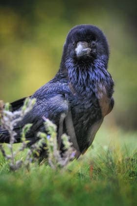 Schwarzer Rabe ? Corvus corax, der im Herbst im Gras sitzt Black raven - Corvus corax sitting in the grass in autumn in SLovakia (License=RF) Copyright: xZoonar.com JaroslavxSugarekx 25463328
