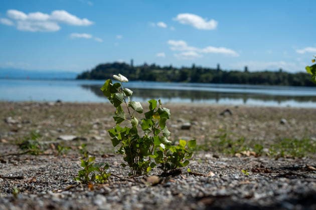 Bodensee-Waserstand so niedrig wie selten: Riesige Schlickflächen an der Insel Mainau liegen frei - Bald Wat-Touren möglich? 7aIMG: 0571386 KONSTANZ INSEL MAINAU: Historisches Niedrigwasser am Bodensee - Große Schlickflächen rund um die Blumeninsel liegen frei Der Bodensee führt in diesem Sommer außergewöhnlich wenig Wasser, und rund um die Insel Mainau bei Konstanz werden die Folgen besonders eindrucksvoll sichtbar. Aktuelle Aufnahmen vom Sonntagnachmittag (30.08.2026) zeigen großflächig trockengefallene Uferbereiche und Schlickflächen sowie die ungewöhnlich weit zurückgewichene Wasserlinie. Der Sommer 2026 hat am Bodensee bereits mehrere historische Niedrigwassermarken gebracht. Am Pegel Konstanz wurden Mitte August lediglich 275 Copyright: 7aktuell.dex xOskarxEyb 0571386 20260831_7a_BodenseeLow_571386