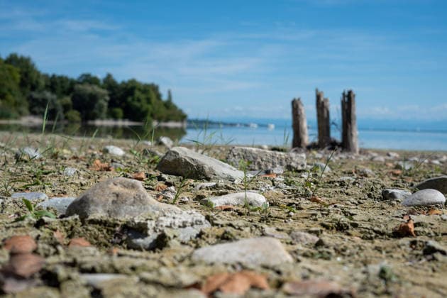 Bodensee-Waserstand so niedrig wie selten: Riesige Schlickflächen an der Insel Mainau liegen frei - Bald Wat-Touren möglich? 7aIMG: 0571388 KONSTANZ INSEL MAINAU: Historisches Niedrigwasser am Bodensee - Große Schlickflächen rund um die Blumeninsel liegen frei Der Bodensee führt in diesem Sommer außergewöhnlich wenig Wasser, und rund um die Insel Mainau bei Konstanz werden die Folgen besonders eindrucksvoll sichtbar. Aktuelle Aufnahmen vom Sonntagnachmittag (30.08.2026) zeigen großflächig trockengefallene Uferbereiche und Schlickflächen sowie die ungewöhnlich weit zurückgewichene Wasserlinie. Der Sommer 2026 hat am Bodensee bereits mehrere historische Niedrigwassermarken gebracht. Am Pegel Konstanz wurden Mitte August lediglich 275 Copyright: 7aktuell.dex xOskarxEyb 0571388 20260831_7a_BodenseeLow_571388
