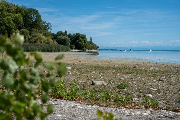 Bodensee-Waserstand so niedrig wie selten: Riesige Schlickflächen an der Insel Mainau liegen frei - Bald Wat-Touren möglich? 7aIMG: 0571392 KONSTANZ INSEL MAINAU: Historisches Niedrigwasser am Bodensee - Große Schlickflächen rund um die Blumeninsel liegen frei Der Bodensee führt in diesem Sommer außergewöhnlich wenig Wasser, und rund um die Insel Mainau bei Konstanz werden die Folgen besonders eindrucksvoll sichtbar. Aktuelle Aufnahmen vom Sonntagnachmittag (30.08.2026) zeigen großflächig trockengefallene Uferbereiche und Schlickflächen sowie die ungewöhnlich weit zurückgewichene Wasserlinie. Der Sommer 2026 hat am Bodensee bereits mehrere historische Niedrigwassermarken gebracht. Am Pegel Konstanz wurden Mitte August lediglich 275 Copyright: 7aktuell.dex xOskarxEyb 0571392 20260831_7a_BodenseeLow_571392
