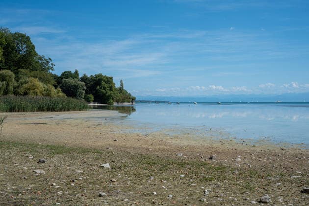 Bodensee-Waserstand so niedrig wie selten: Riesige Schlickflächen an der Insel Mainau liegen frei - Bald Wat-Touren möglich? 7aIMG: 0571397 KONSTANZ INSEL MAINAU: Historisches Niedrigwasser am Bodensee - Große Schlickflächen rund um die Blumeninsel liegen frei Der Bodensee führt in diesem Sommer außergewöhnlich wenig Wasser, und rund um die Insel Mainau bei Konstanz werden die Folgen besonders eindrucksvoll sichtbar. Aktuelle Aufnahmen vom Sonntagnachmittag (30.08.2026) zeigen großflächig trockengefallene Uferbereiche und Schlickflächen sowie die ungewöhnlich weit zurückgewichene Wasserlinie. Der Sommer 2026 hat am Bodensee bereits mehrere historische Niedrigwassermarken gebracht. Am Pegel Konstanz wurden Mitte August lediglich 275 Copyright: 7aktuell.dex xOskarxEyb 0571397 20260831_7a_BodenseeLow_571397