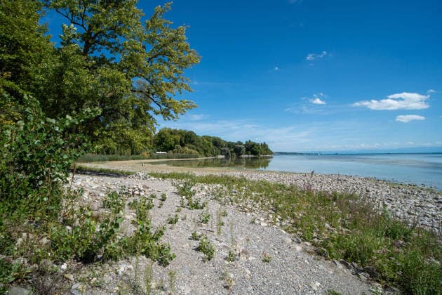 Bodensee-Waserstand so niedrig wie selten: Riesige Schlickflächen an der Insel Mainau liegen frei - Bald Wat-Touren möglich? 7aIMG: 0571405 KONSTANZ INSEL MAINAU: Historisches Niedrigwasser am Bodensee - Große Schlickflächen rund um die Blumeninsel liegen frei Der Bodensee führt in diesem Sommer außergewöhnlich wenig Wasser, und rund um die Insel Mainau bei Konstanz werden die Folgen besonders eindrucksvoll sichtbar. Aktuelle Aufnahmen vom Sonntagnachmittag (30.08.2026) zeigen großflächig trockengefallene Uferbereiche und Schlickflächen sowie die ungewöhnlich weit zurückgewichene Wasserlinie. Der Sommer 2026 hat am Bodensee bereits mehrere historische Niedrigwassermarken gebracht. Am Pegel Konstanz wurden Mitte August lediglich 275 Copyright: 7aktuell.dex xOskarxEyb 0571405 20260831_7a_BodenseeLow_571405