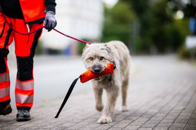 August 25, 2026: A residential building near downtown Herford, North Rhine-Westphalia, partially collapsed. It is believed that no one was inside the building, as it was reportedly undergoing renovation. Nevertheless, a search dog is searching the building for people,
