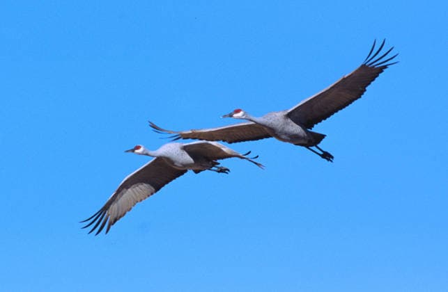 fliegende Kanadakraniche fliegende Kanadakraniche, grus canadensis, flying sandhill cranes (License=RF) Copyright: xZoonar.com MarkusxRebmannx 609026