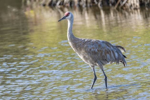 Kleiner Sandhill Kranich (Grus canadensis canadensis), auch bekannt als Antigone canadiensis canadiensis, George C. Reifel Schutzgebiet für Zugvögel, Delta, British Columbia, Kanada Lesser Sandhill Crane, (Grus canadensis canadensis), also known as Antigone canadiensis canadiensis, George C. Reifel Migratory Bird Sanctuary, Delta, British Columbia, Canada Copyright: imageBROKER MarlixWakeling iblfwb18903612.jpg