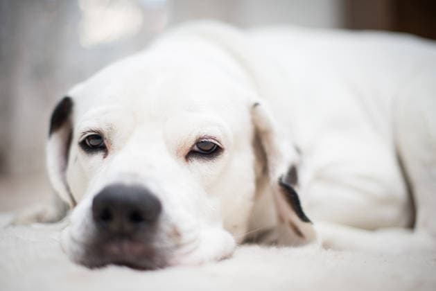 White dog with soulful eyes lying down Grand Prairie, Texas, United States R_WHXU260901-2088546-01 ,model released, Symbolfoto ,property released
