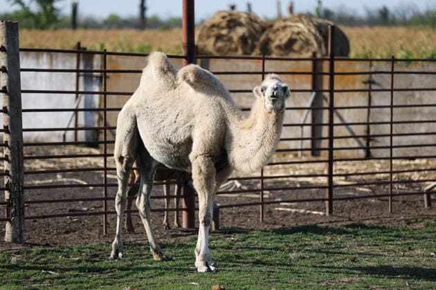 RUSSIA, DONETSK PEOPLE S REPUBLIC - SEPTEMBER 2, 2026: A camel lives at a local zoo in Pridorozhnoye, Starobeshevsky District. Dmitry Yagodkin TASS  96989046