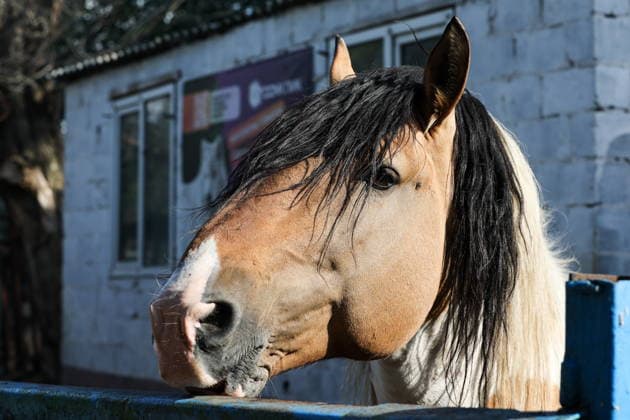 RUSSIA, DONETSK PEOPLE S REPUBLIC - SEPTEMBER 2, 2026: A horse lives at a local zoo in Pridorozhnoye, Starobeshevsky District. Dmitry Yagodkin TASS  96989141