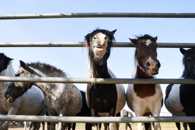 RUSSIA, DONETSK PEOPLE S REPUBLIC - SEPTEMBER 2, 2026: Horses live at a local zoo in Pridorozhnoye, Starobeshevsky District. Dmitry Yagodkin TASS  96989143