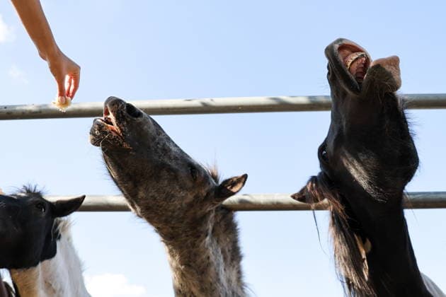 RUSSIA, DONETSK PEOPLE S REPUBLIC - SEPTEMBER 2, 2026: Horses reach for pieces of food at a local zoo in Pridorozhnoye, Starobeshevsky District. Dmitry Yagodkin TASS  96989144
