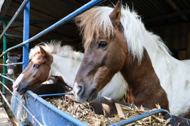 RUSSIA, DONETSK PEOPLE S REPUBLIC - SEPTEMBER 2, 2026: Horses live at a local zoo in Pridorozhnoye, Starobeshevsky District. Dmitry Yagodkin TASS  96989156