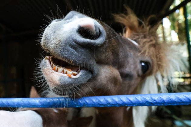 RUSSIA, DONETSK PEOPLE S REPUBLIC - SEPTEMBER 2, 2026: A horse lives at a local zoo in Pridorozhnoye, Starobeshevsky District. Dmitry Yagodkin TASS  96989160
