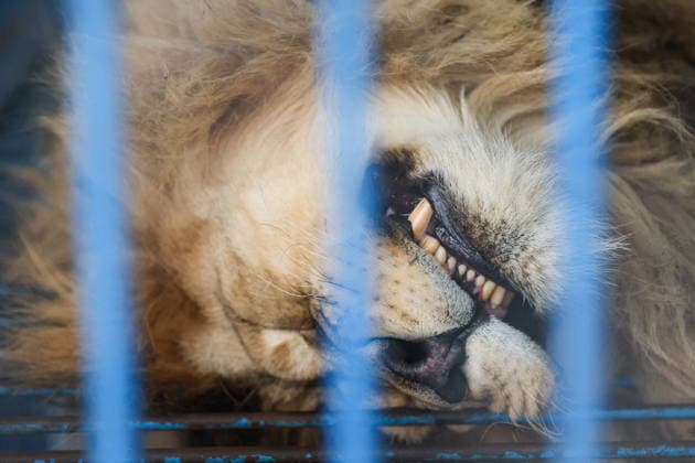 RUSSIA, DONETSK PEOPLE S REPUBLIC - SEPTEMBER 2, 2026: A lion lives at a local zoo in Pridorozhnoye, Starobeshevsky District. Dmitry Yagodkin TASS  96989704