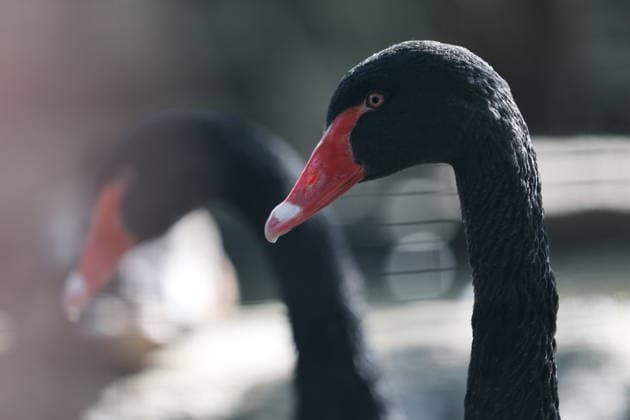 RUSSIA, DONETSK PEOPLE S REPUBLIC - SEPTEMBER 2, 2026: A black swan lives at a local zoo in Pridorozhnoye, Starobeshevsky District. Dmitry Yagodkin TASS  96989710