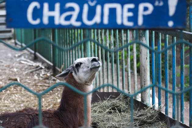 RUSSIA, DONETSK PEOPLE S REPUBLIC - SEPTEMBER 2, 2026: A llama lives at a local zoo in Pridorozhnoye, Starobeshevsky District. Dmitry Yagodkin TASS  96986728